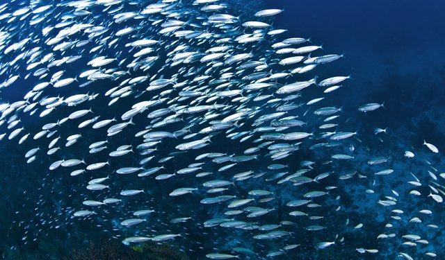 La CE ha adottato la proposta su possibilità di pesca nel Mediterraneo e nel Mar Nero