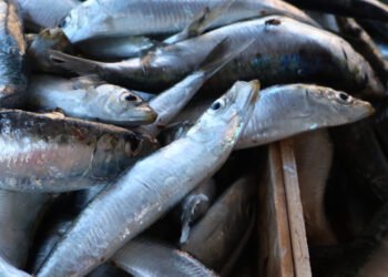 L'industria ittica ha un ruolo fondamentale nel nutrire la popolazione in crescita 