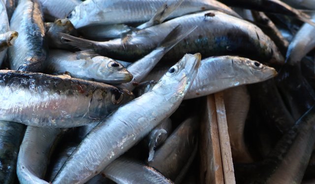 L'industria ittica ha un ruolo fondamentale nel nutrire la popolazione in crescita 