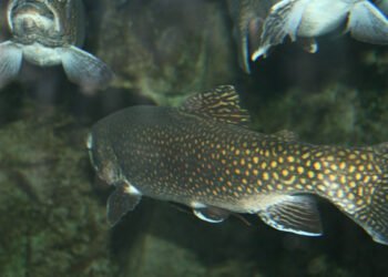 Nuovi e futuristici mangimi per un'acquacoltura sostenibile