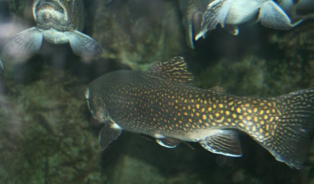 Nuovi e futuristici mangimi per un'acquacoltura sostenibile