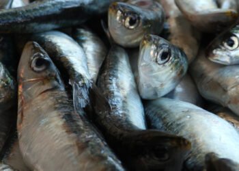 Sardine e acciughe le specie con minor presenza di mercurio