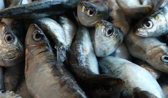 Sardine e acciughe le specie con minor presenza di mercurio