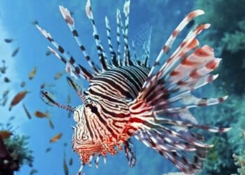 UNCI Agroalimentare: indagine sulle specie ittiche aliene