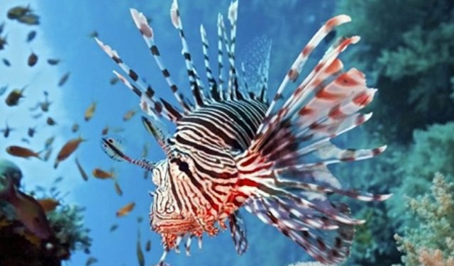 UNCI Agroalimentare: indagine sulle specie ittiche aliene