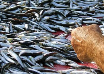 UNCI Agroalimentare e il Programma Nazionale Triennale della Pesca e dell’Acquacoltura, annualità 2022