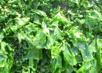 Un'acquacoltura all'avanguardia migliora la qualità delle alghe