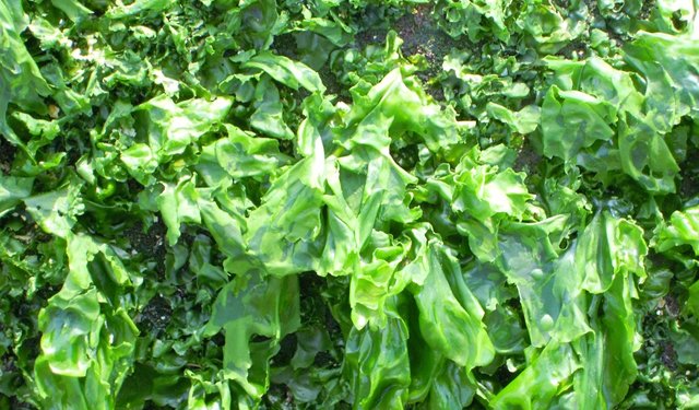 Un'acquacoltura all'avanguardia migliora la qualità delle alghe