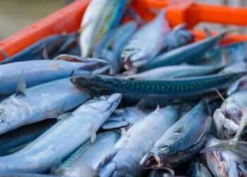 Vola l'industria ittica norvegese