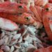 Acquacoltura e pesca. FAO, crescita dell'1,2% per il 2022