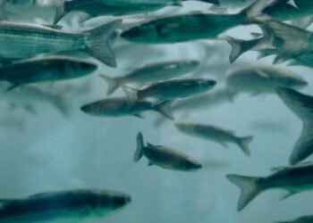 Acquacoltura. Nuova ricerca per ridurre lo spreco di mangime