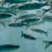 Acquacoltura. Nuova ricerca per ridurre lo spreco di mangime