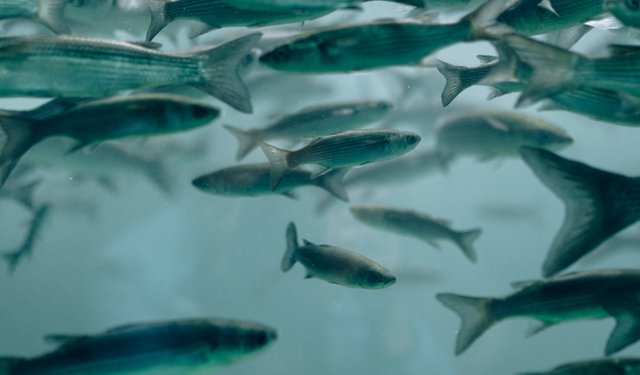 Acquacoltura. Nuova ricerca per ridurre lo spreco di mangime