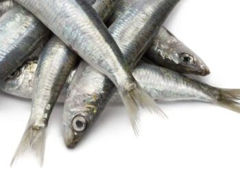 Disponibile l'ultimo Monthly Highlights di EUMOFA