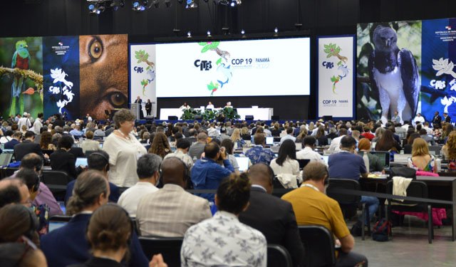 CoP19. Attese decisioni che riguarderanno oltre 600 specie di animali e piante 