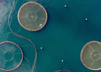 Dal CCA raccomandazioni per una transizione dal FEAMP al FEAMPA