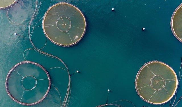 Dal CCA raccomandazioni per una transizione dal FEAMP al FEAMPA