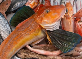 Giornata Mondiale Pesca: Coldiretti, -31% pesce fresco a tavola