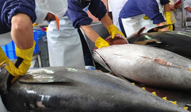 In UE aumentano le importazioni di tonno dal Vietnam