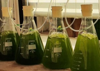 L'UE propone azione per sfruttare il potenziale delle alghe