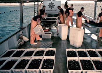 Produrre cozze aiuta a contrastare il surriscaldamento globale