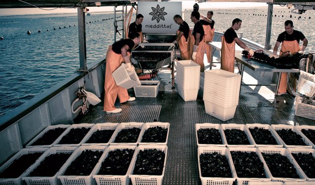 Produrre cozze aiuta a contrastare il surriscaldamento globale