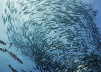 Pubblicata la versione aggiornata dello Standard MSC per la pesca sostenibile
