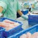 In UE aumentano le importazioni di pangasio dal Vietnam