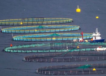 Ricerca evidenzia eccessivo ottimismo sul potenziale dell'acquacoltura