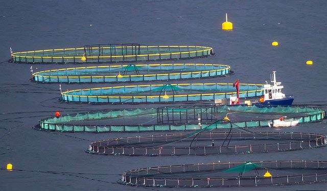 Ricerca evidenzia eccessivo ottimismo sul potenziale dell'acquacoltura