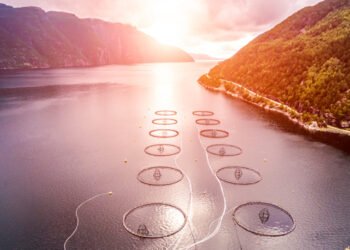 40 milioni di euro per promozione globale del pesce norvegese