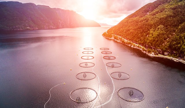 40 milioni di euro per promozione globale del pesce norvegese