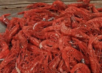 Innovittica: inaugurato il Laboratorio per l'analisi sensoriale dei prodotti ittici siciliani