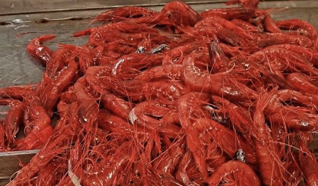 Innovittica: inaugurato il Laboratorio per l'analisi sensoriale dei prodotti ittici siciliani