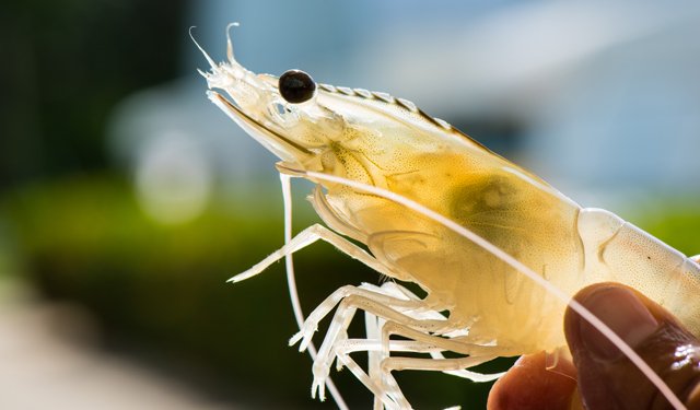 In Marocco il primo allevamento indoor di gamberi