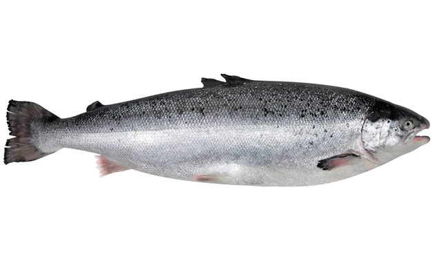 L'acquacoltura norvegese domina la classifica della produzione di proteine ​​animali sostenibili