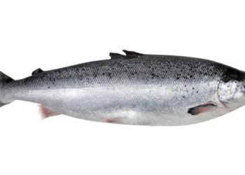 L'acquacoltura norvegese domina la classifica della produzione di proteine ​​animali sostenibili