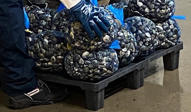 Pallet in plastica: la soluzione ideale per il settore ittico