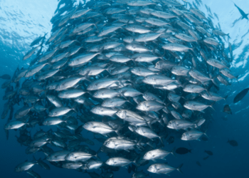 Pesce. 5 caratteristiche comuni