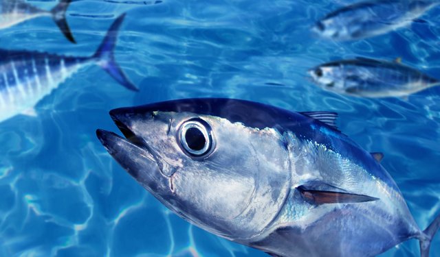 Tonno rosso: incremento della quota nazionale 