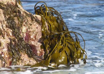 Le alghe brune sequestrano enormi quantità di carbonio