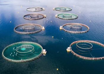 Acquacoltura. Rabobank: nel 2023 cala la produzione di Norvegia e Cile