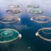 Acquacoltura. Rabobank: nel 2023 cala la produzione di Norvegia e Cile