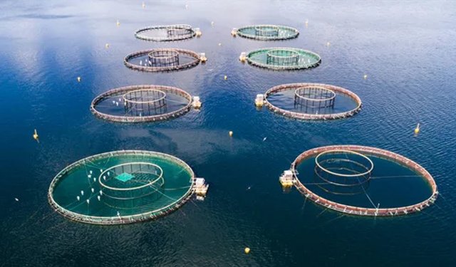 Acquacoltura. Rabobank: nel 2023 cala la produzione di Norvegia e Cile