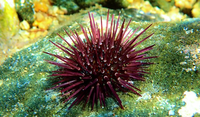 Acqucoltura. Ricerca italiana su mangimi ricci di mare