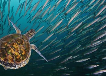 La bussola. Rapporti tra aree marine protette e pesca professionale nel contesto della politica ambientale europea