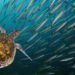 La bussola. Rapporti tra aree marine protette e pesca professionale nel contesto della politica ambientale europea