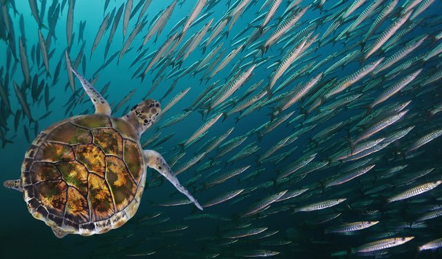 La bussola. Rapporti tra aree marine protette e pesca professionale nel contesto della politica ambientale europea