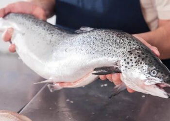 Da Mintec un'analisi dei prezzi del salmone