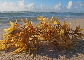 È uscito il rapporto sulla bioeconomia blu dell'UE